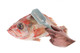 Купити Чистка для рыбы WESTMARK (W65002260)
